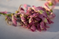 Viernes 2 de marzo del 2018. Tuxtla Gutiérrez. La flor de Cuchunuc. El arbusto conocido como cacahuananche florea en el mes de febrero dando una pequeña flor rosa y blanco. Esta flor es utilizada para elaborar algunos alimentos tradiconales por lo que d
