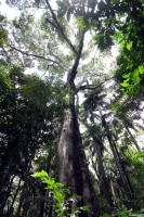 Martes 5 de junio del 2012. Tuxtla Gutiérrez, Chiapas. El Jardín Botánico Faustino Miranda es uno de los últimos pulmones de Tuxtla Gutiérrez, ciudad que ha sido afectada por la mancha urbana y los cambios climáticos.