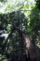 Martes 5 de junio del 2012. Tuxtla Gutiérrez, Chiapas. El JardÃn Botánico Faustino Miranda es uno de los últimos pulmones de Tuxtla Gutiérrez, ciudad que ha sido afectada por la mancha urbana y los cambios climáticos. Martes 5 de junio del 2012. Tuxtla Gutiérrez, Chiapas. El JardÃn Botánico Faustino Miranda es uno de los últimos pulmones de Tuxtla Gutiérrez, ciudad que ha sido afectada por la mancha urbana y los cambios climáticos.