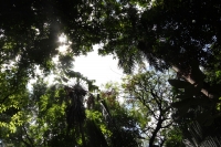 Martes 5 de junio del 2012. Tuxtla Gutiérrez, Chiapas. El Jardín Botánico Faustino Miranda es uno de los últimos pulmones de Tuxtla Gutiérrez, ciudad que ha sido afectada por la mancha urbana y los cambios climáticos.