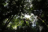 Martes 5 de junio del 2012. Tuxtla Gutiérrez, Chiapas. El Jardín Botánico Faustino Miranda es uno de los últimos pulmones de Tuxtla Gutiérrez, ciudad que ha sido afectada por la mancha urbana y los cambios climáticos.
