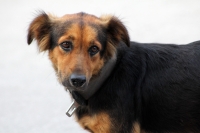 Lunes 4 de noviembre del 2013. Tuxtla Gutiérrez. En una calle del oriente de la ciudad un perro luce un cinturón de un asiento en el cuello.