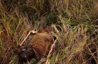 Foto/Fredy Martìn: Comitán, Chis; 6 de febrero.- El cuerpo putrefacto de un hombre fue localizado entre las inmediaciones de la “zona de tolerancia” y el campo de fútbol “2 de febrero”. Al parecer el desconocido fue asesinado por sus captores en un lugar 