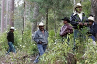 Jueves 10 de febrero. Ejidatarios de la comunidad San Bartolomé de las Casas continúan con el Aprovechamiento Forestal de la región con la explotación de arboles forestales en la zona altos de Chiapas. Estos programas son aplicados bajo la supervisión de 