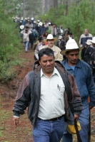 Jueves 10 de febrero. Ejidatarios de la comunidad San Bartolomé de las Casas continúan con el Aprovechamiento Forestal de la región con la explotación de arboles forestales en la zona altos de Chiapas. Estos programas son aplicados bajo la supervisión de 