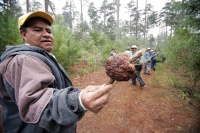 Jueves 10 de febrero. Ejidatarios de la comunidad San Bartolomé de las Casas continúan con el Aprovechamiento Forestal de la región con la explotación de arboles forestales en la zona altos de Chiapas. Estos programas son aplicados bajo la supervisión de 