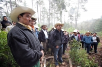 Jueves 10 de febrero. Ejidatarios de la comunidad San Bartolomé de las Casas continúan con el Aprovechamiento Forestal de la región con la explotación de arboles forestales en la zona altos de Chiapas. Estos programas son aplicados bajo la supervisión de 