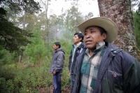 Jueves 10 de febrero. Ejidatarios de la comunidad San Bartolomé de las Casas continúan con el Aprovechamiento Forestal de la región con la explotación de arboles forestales en la zona altos de Chiapas. Estos programas son aplicados bajo la supervisión de 