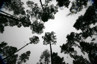 Jueves 10 de febrero. Ejidatarios de la comunidad San Bartolomé de las Casas continúan con el Aprovechamiento Forestal de la región con la explotación de arboles forestales en la zona altos de Chiapas. Estos programas son aplicados bajo la supervisión de 