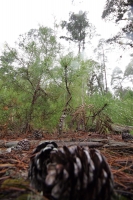 Jueves 10 de febrero. Ejidatarios de la comunidad San Bartolomé de las Casas continúan con el Aprovechamiento Forestal de la región con la explotación de arboles forestales en la zona altos de Chiapas. Estos programas son aplicados bajo la supervisión de 