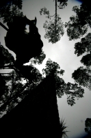 Jueves 10 de febrero. Ejidatarios de la comunidad San Bartolomé de las Casas continúan con el Aprovechamiento Forestal de la región con la explotación de arboles forestales en la zona altos de Chiapas. Estos programas son aplicados bajo la supervisión de 