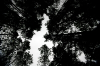 Jueves 10 de febrero. Ejidatarios de la comunidad San Bartolomé de las Casas continúan con el Aprovechamiento Forestal de la región con la explotación de arboles forestales en la zona altos de Chiapas. Estos programas son aplicados bajo la supervisión de 