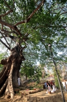 Jueves 20 de marzo del 2014. Chiapa de Corzo. La ceremonia de La Pochota o Ceiba es realizada esta tarde por pobladores de la ciudad ribereña durante el momento que el sol alcanza el punto del equinoccio marcando la entrada de la nueva temporada climática Jueves 20 de marzo del 2014. Chiapa de Corzo. La ceremonia de La Pochota o Ceiba es realizada esta tarde por pobladores de la ciudad ribereña durante el momento que el sol alcanza el punto del equinoccio marcando la entrada de la nueva temporada climática