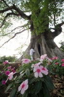 Jueves 20 de marzo del 2014. Chiapa de Corzo. La ceremonia de La Pochota o Ceiba es realizada esta tarde por pobladores de la ciudad ribereña durante el momento que el sol alcanza el punto del equinoccio marcando la entrada de la nueva temporada climática