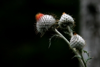 Jueves 10 de febrero. Algunas plantas muestran su belleza dentro de los bosques de coníferas cuando estos se mantienen sanos en la región de los Altos de Chiapas