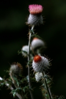 Jueves 10 de febrero. Algunas plantas muestran su belleza dentro de los bosques de coníferas cuando estos se mantienen sanos en la región de los Altos de Chiapas