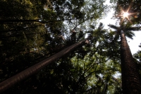 Domingo 22 de abril del 2108. Tuxtla Gutiérrez.  Dí­a internacional de la tierra. La reducción de las cuatro hectáreas y media del Jardí­n Botánico Faustino Miranda muestran el abandono y la afectación premeditada de las zonas verdes de la ciudad. El