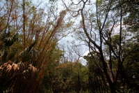 Domingo 22 de abril del 2108. Tuxtla Gutiérrez.  Dí­a internacional de la tierra. La reducción de las cuatro hectáreas y media del Jardí­n Botánico Faustino Miranda muestran el abandono y la afectación premeditada de las zonas verdes de la ciudad. El