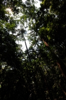 Domingo 22 de abril del 2108. Tuxtla Gutiérrez.  Dí­a internacional de la tierra. La reducción de las cuatro hectáreas y media del Jardí­n Botánico Faustino Miranda muestran el abandono y la afectación premeditada de las zonas verdes de la ciudad. El