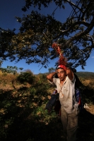 Viernes 20 de diciembre del 2013. Acala. Los Floreros de Chiapa de Corzo llegan esta mañana a El Rodeo donde pernoctaran antes de regresar a la colonial ciudad de la ribera con los atados de flor de Nilurayilo sobre las espaldas y después de recorrer algu