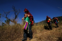 Viernes 20 de diciembre del 2013. Acala. Los Floreros de Chiapa de Corzo llegan esta mañana a El Rodeo donde pernoctaran antes de regresar a la colonial ciudad de la ribera con los atados de flor de Nilurayilo sobre las espaldas y después de recorrer algu