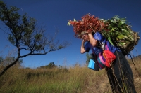 Viernes 20 de diciembre del 2013. Acala. Los Floreros de Chiapa de Corzo llegan esta mañana a El Rodeo donde pernoctaran antes de regresar a la colonial ciudad de la ribera con los atados de flor de Nilurayilo sobre las espaldas y después de recorrer algu
