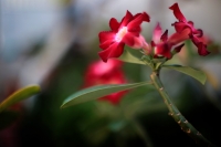 20210326. Tuxtla G. La flor del Desierto en los jardines de la ciudad