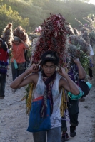 Lunes 21 de diciembre del 2015. Chiapa de Corzo. Los cientos de Floreros llegan esta madrugada a las cercanÃas de la comunidad de la ribera del Grijalva sucios y cansados después de permanecer durante 8 dÃas en las montañas de Los altos de Chiapas donde r Lunes 21 de diciembre del 2015. Chiapa de Corzo. Los cientos de Floreros llegan esta madrugada a las cercanÃas de la comunidad de la ribera del Grijalva sucios y cansados después de permanecer durante 8 dÃas en las montañas de Los altos de Chiapas donde r