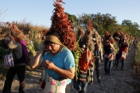 Lunes 21 de diciembre del 2015. Chiapa de Corzo. Los cientos de Floreros llegan esta madrugada a las cercanías de la comunidad de la ribera del Grijalva sucios y cansados después de permanecer durante 8 días en las montañas de Los altos de Chiapas donde r