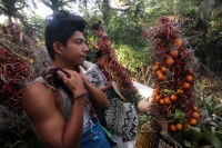 Miércoles 21 de diciembre del 2016. Chiapa de Corzo. La Topada de la Flor. Los jóvenes floreros llegan a Chiapa de Corzo después de caminar por cientos de kilómetros hacia las comunidades de Los Altos de Chiapas y de recolectar manojos o amarres del tubér