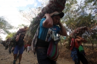 Miércoles 21 de diciembre del 2016. Chiapa de Corzo. La Topada de la Flor. Los jóvenes floreros llegan a Chiapa de Corzo después de caminar por cientos de kilómetros hacia las comunidades de Los Altos de Chiapas y de recolectar manojos o amarres del tubér