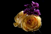 Flores chiapanecas