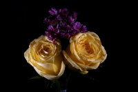 Flores chiapanecas