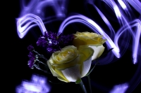 Flores y luces.