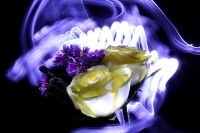 Flores y luces.