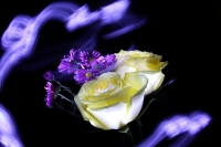 Flores y luces.