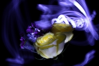 Flores y luces.