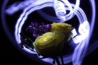 Flores y luces.