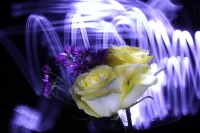 Flores y luces