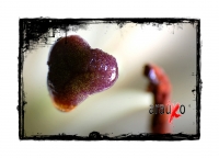 Flores de media noche
