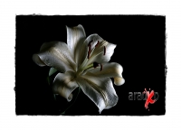 Flores de media noche