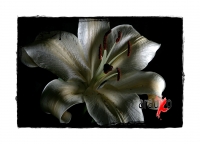 Flores de media noche