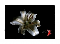 Flores de media noche