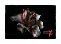 Flores de media noche