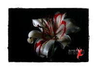 Flores de media noche