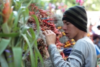 Viernes 21 de diciembre del 2018. Chiapa de Corzo. Los Floreros terminan el recorrido de La Topada de la Flor en la región de Los Altos donde recolectaron la flor de Niluyarilu, tubérculo que es usado de manera ceremonial al inicio de los festejos de la
