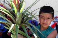 Martes 18 de diciembre del 2018. Zinacantan. Los tuberculos de la flor de Niluyarilo es recoelctada por jóvenes provenientes de la comunidad de Chiapa de Corzo en las comunidades de Los altos de Chiapas recorriendo varios kilómetros a pie. La planta que Martes 18 de diciembre del 2018. Zinacantan. Los tuberculos de la flor de Niluyarilo es recoelctada por jóvenes provenientes de la comunidad de Chiapa de Corzo en las comunidades de Los altos de Chiapas recorriendo varios kilómetros a pie. La planta que