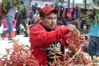 Martes 18 de diciembre del 2018. Zinacantan. Los tuberculos de la flor de Niluyarilo es recoelctada por jóvenes provenientes de la comunidad de Chiapa de Corzo en las comunidades de Los altos de Chiapas recorriendo varios kilómetros a pie. La planta que Martes 18 de diciembre del 2018. Zinacantan. Los tuberculos de la flor de Niluyarilo es recoelctada por jóvenes provenientes de la comunidad de Chiapa de Corzo en las comunidades de Los altos de Chiapas recorriendo varios kilómetros a pie. La planta que