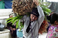Martes 18 de diciembre del 2018. Zinacantan. Los tuberculos de la flor de Niluyarilo es recoelctada por jóvenes provenientes de la comunidad de Chiapa de Corzo en las comunidades de Los altos de Chiapas recorriendo varios kilómetros a pie. La planta que Martes 18 de diciembre del 2018. Zinacantan. Los tuberculos de la flor de Niluyarilo es recoelctada por jóvenes provenientes de la comunidad de Chiapa de Corzo en las comunidades de Los altos de Chiapas recorriendo varios kilómetros a pie. La planta que