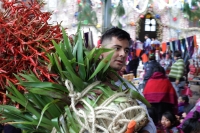 Martes 18 de diciembre del 2018. Zinacantan. Los tuberculos de la flor de Niluyarilo es recoelctada por jóvenes provenientes de la comunidad de Chiapa de Corzo en las comunidades de Los altos de Chiapas recorriendo varios kilómetros a pie. La planta que Martes 18 de diciembre del 2018. Zinacantan. Los tuberculos de la flor de Niluyarilo es recoelctada por jóvenes provenientes de la comunidad de Chiapa de Corzo en las comunidades de Los altos de Chiapas recorriendo varios kilómetros a pie. La planta que